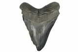 Bargain, Fossil Megalodon Tooth - South Carolina #180873-1